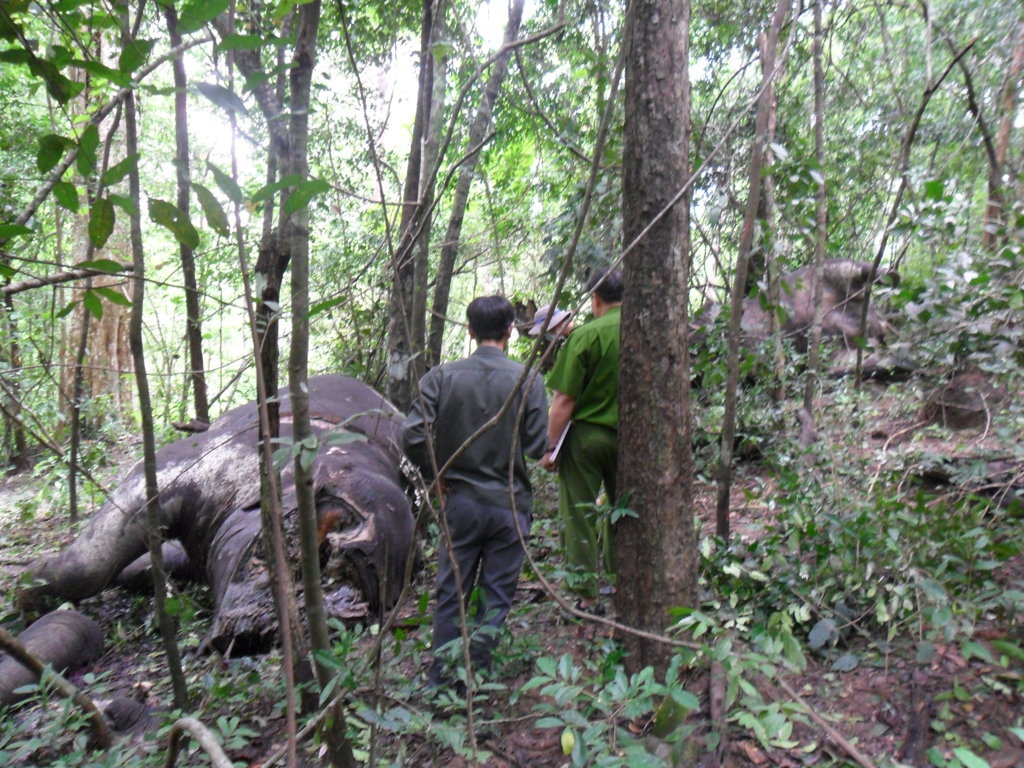 Toàn[-]cảnh[-]hiện[-]trường[-]2[-]con[-]voi[-]rừng[-]bị[-]chết[-]tại[-]tiểu[-]khu[-]257[-]-[-]VQG[-]Yok[-]Đôn.